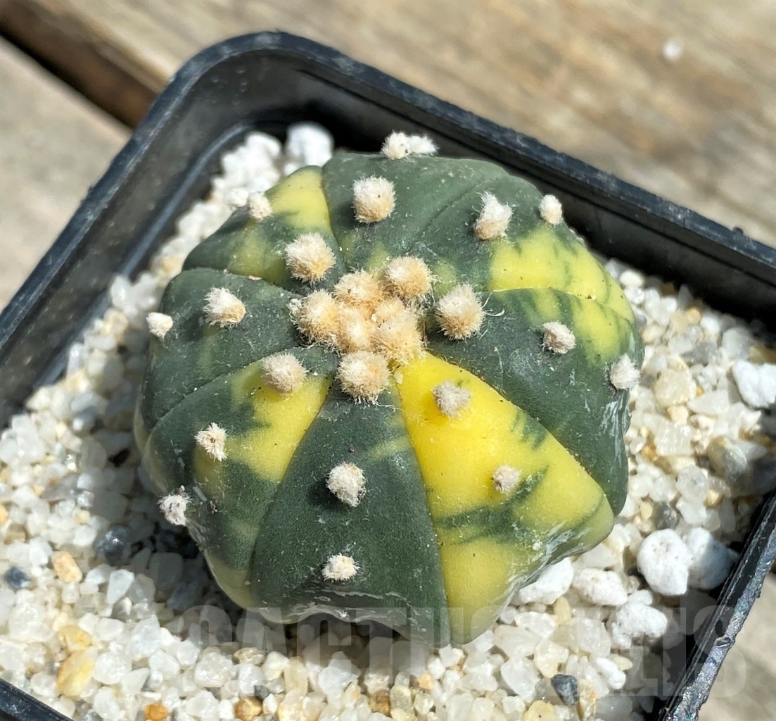SHPR11196 Astrophytum asterias f. variegatum – Bild 2