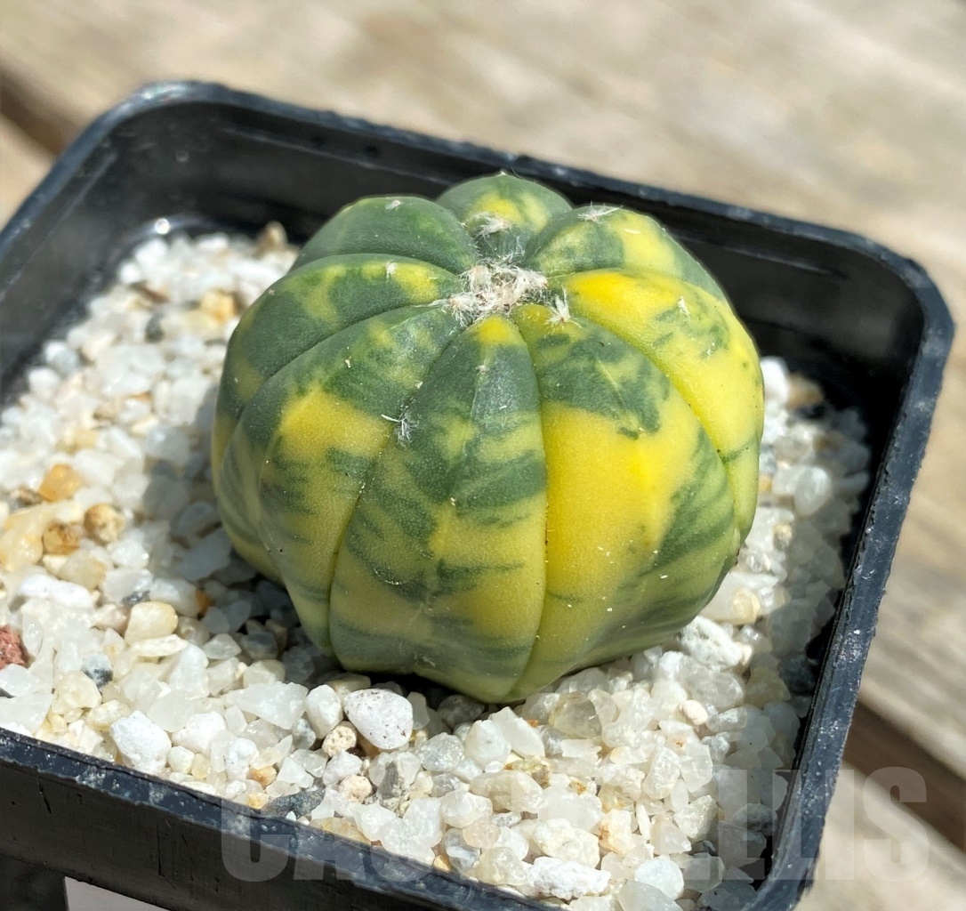 SHPR11197 Astrophytum asterias f. variegatum - Зображення 3