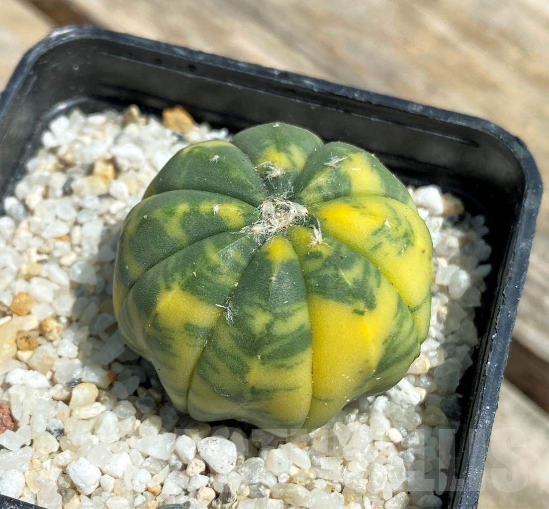 SHPR11197 Astrophytum asterias f. variegatum - Зображення 2