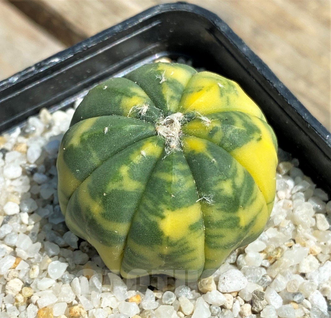 SHPR11197 Astrophytum asterias f. variegatum