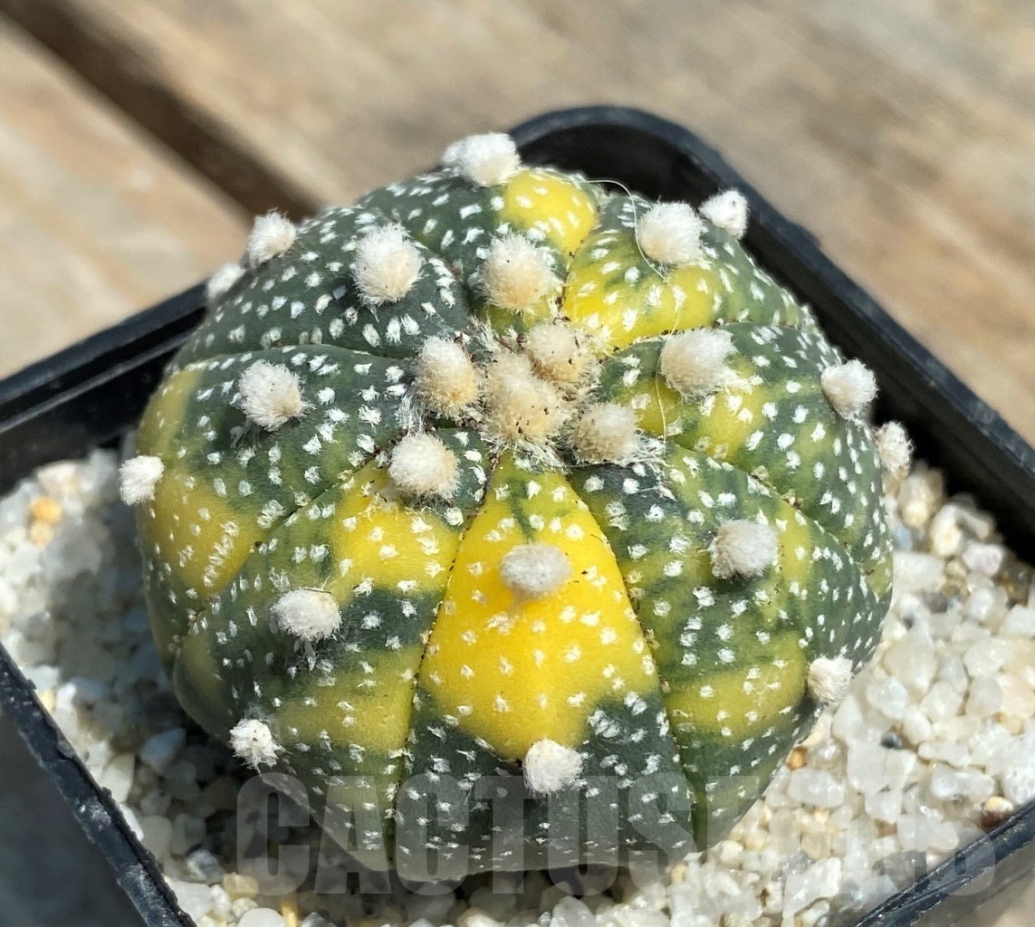 SHPR11198 Astrophytum asterias f. variegatum
