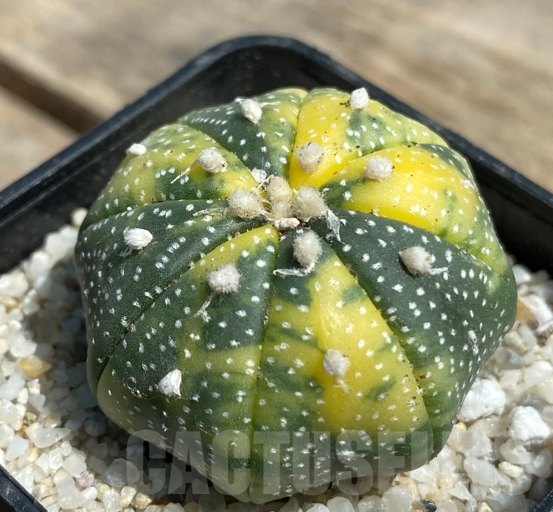 SHPR11199 Astrophytum asterias f. variegatum