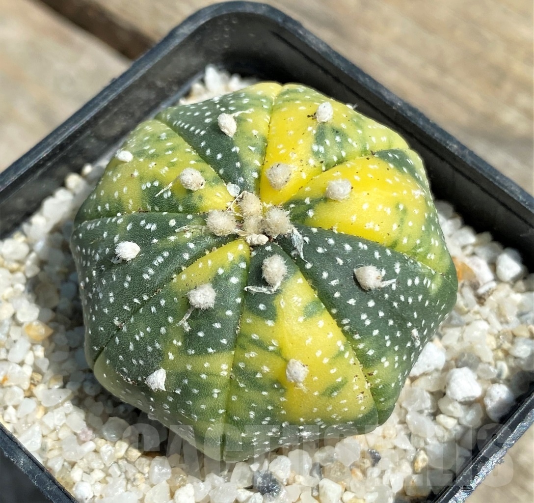 SHPR11199 Astrophytum asterias f. variegatum - Image 3