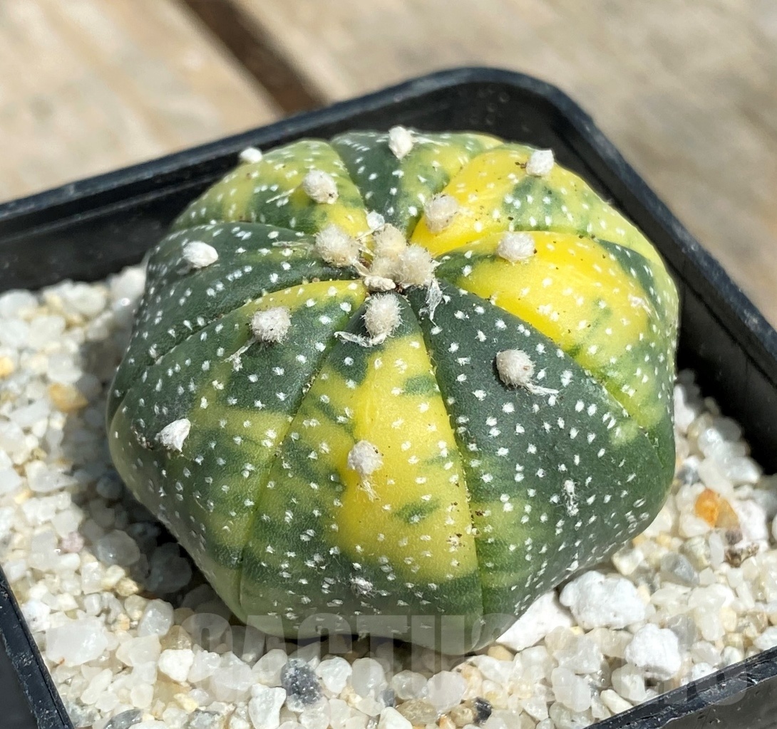 SHPR11199 Astrophytum asterias f. variegatum - Image 2