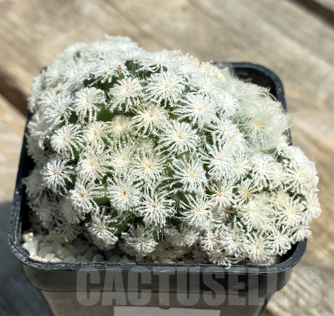 SHPR11201 Mammillaria plumosa 'Snow' - immagine 2
