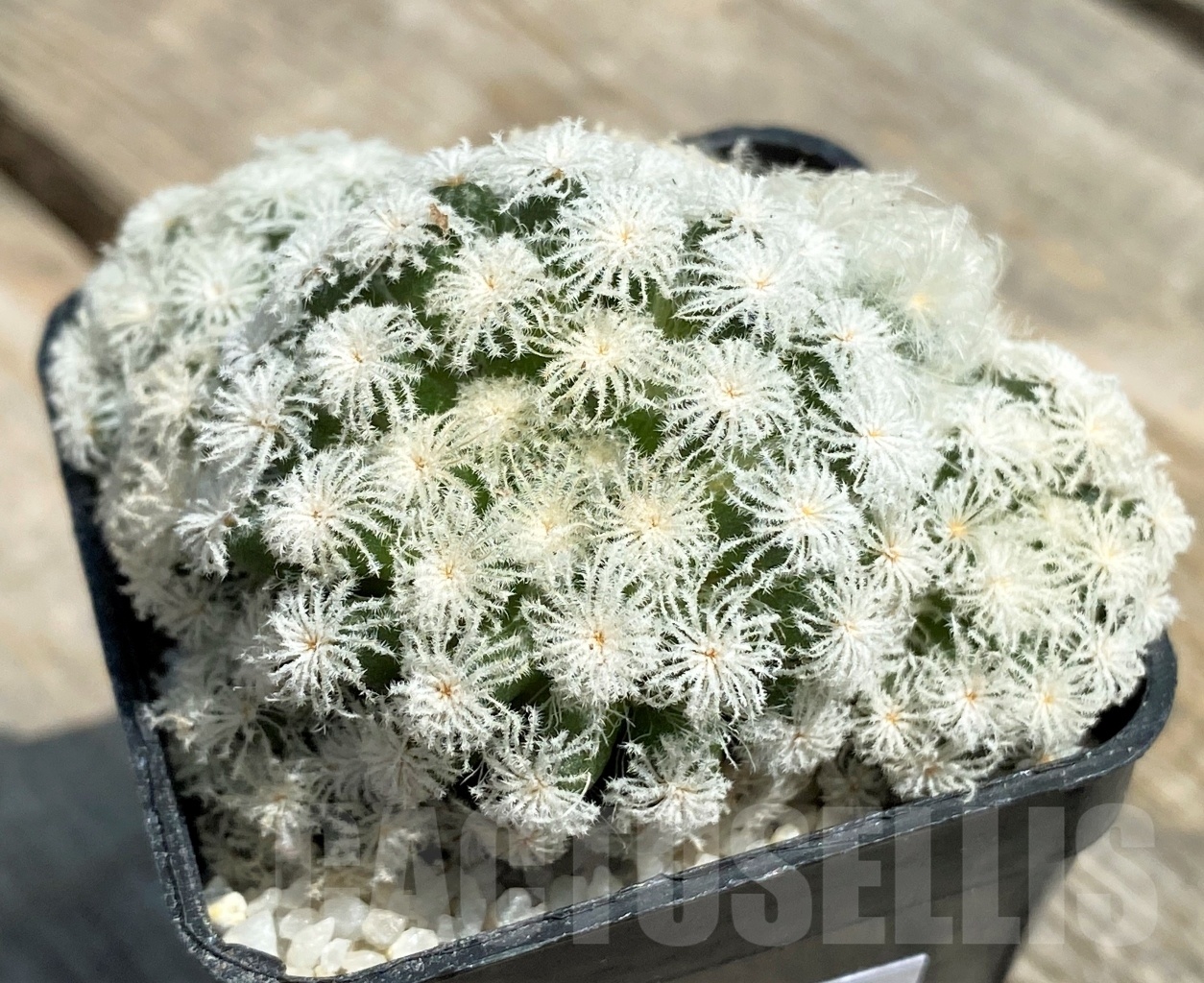 SHPR11201 Mammillaria plumosa 'Snow'