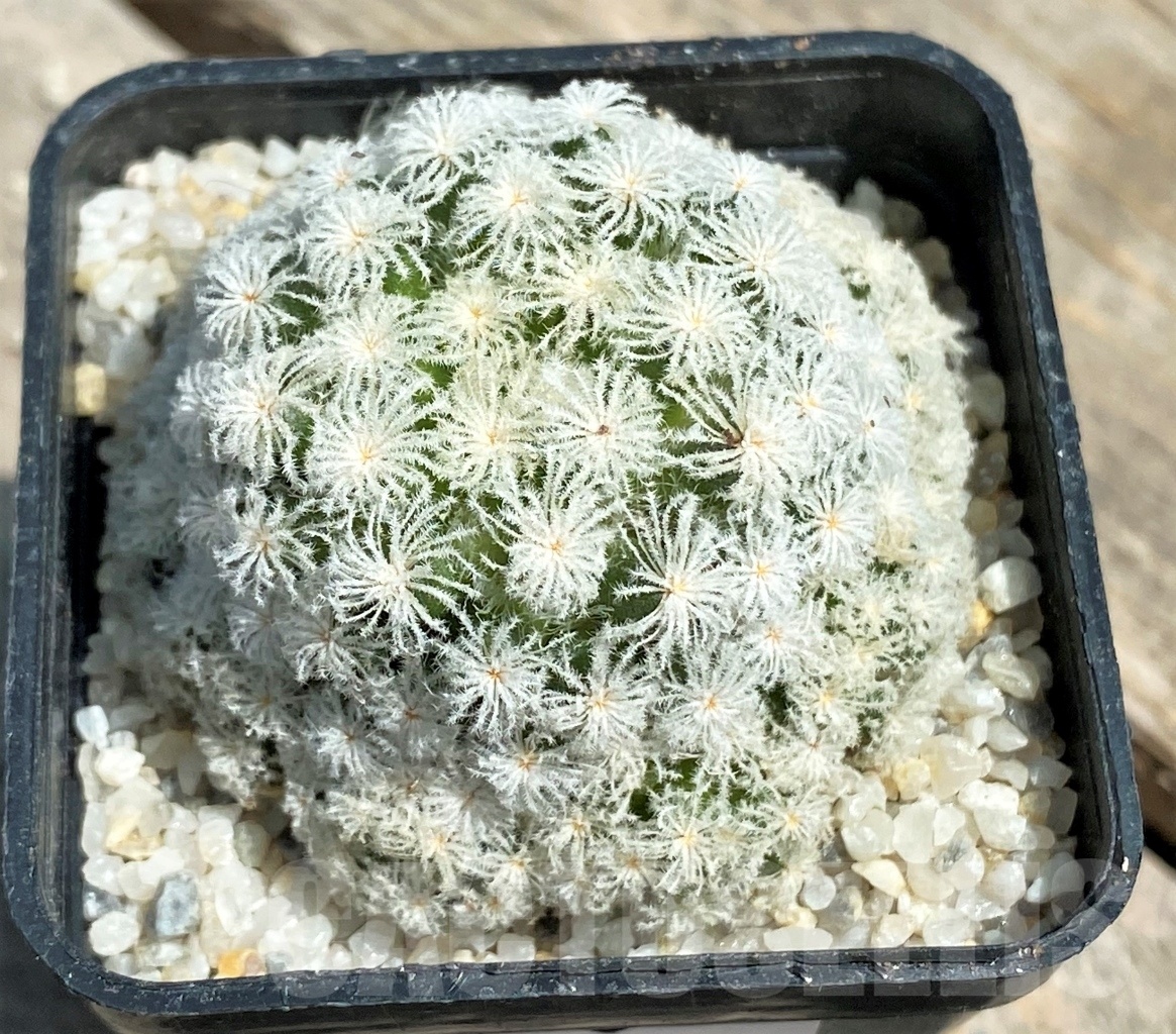 SHPR11202 Mammillaria plumosa 'Snow'