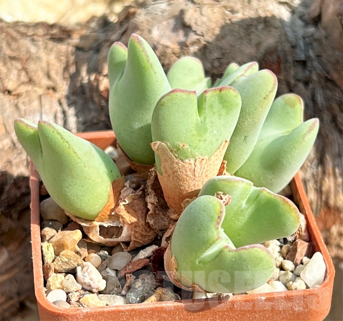 SHPR11619 Conophytum meyeri - Image 2