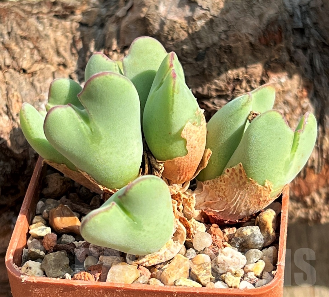 SHPR11619 Conophytum meyeri