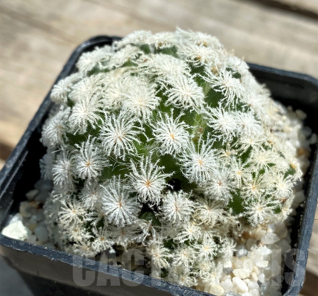 SHPR11203 Mammillaria plumosa 'Snow'