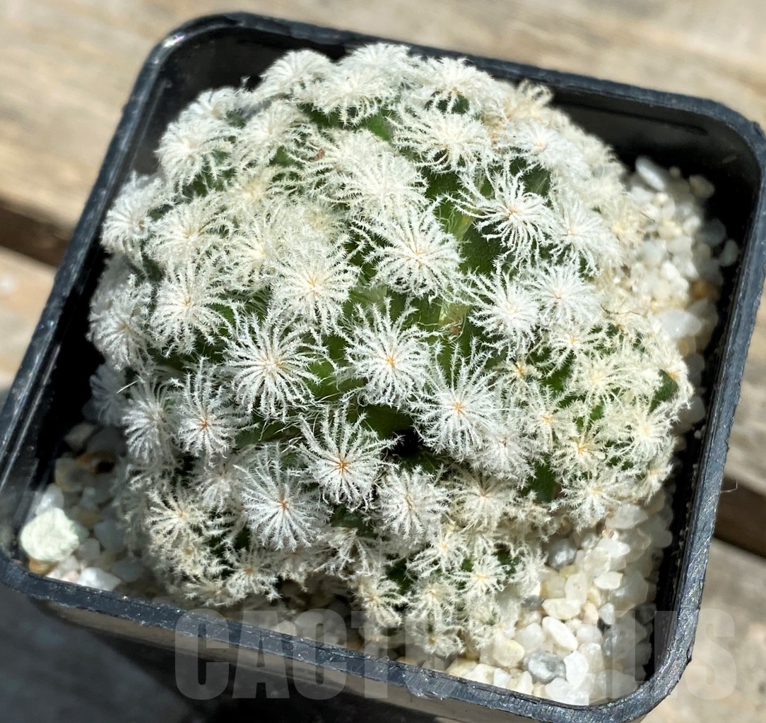 SHPR11203 Mammillaria plumosa 'Snow' - Image 2