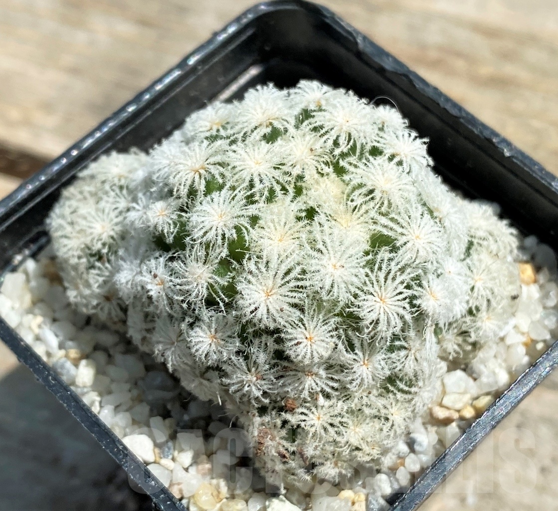 SHPR11204 Mammillaria plumosa 'Snow' - Зображення 2