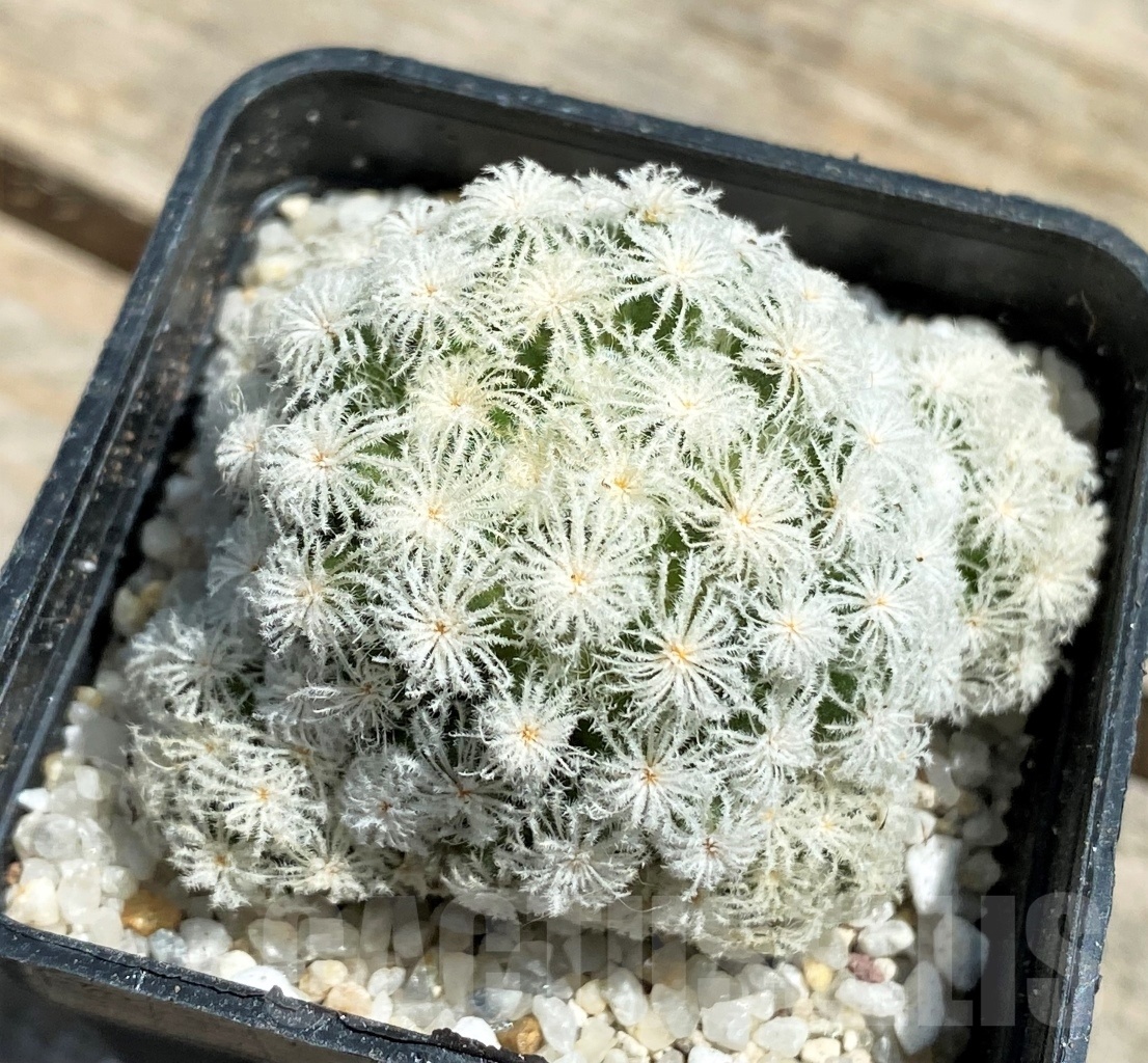 SHPR11204 Mammillaria plumosa 'Snow'