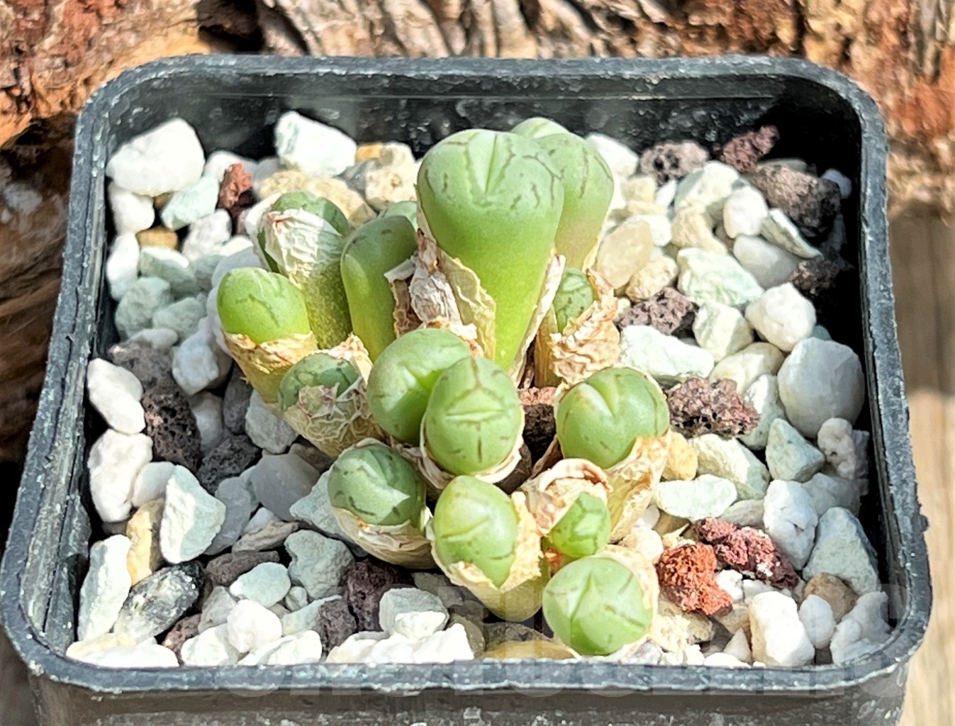 SHPR11620 Conophytum wittebergense