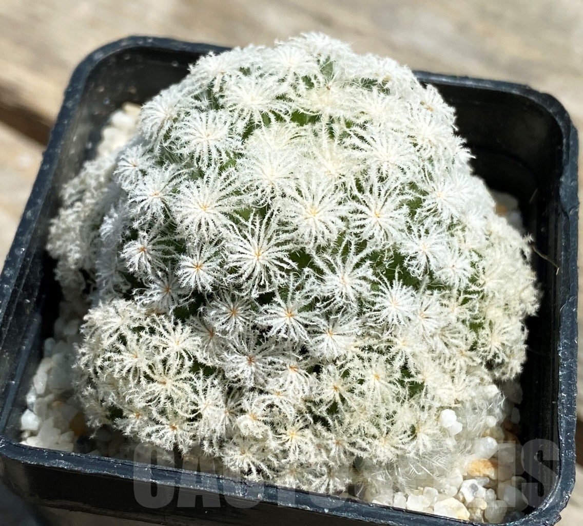 SHPR11205 Mammillaria plumosa 'Snow'