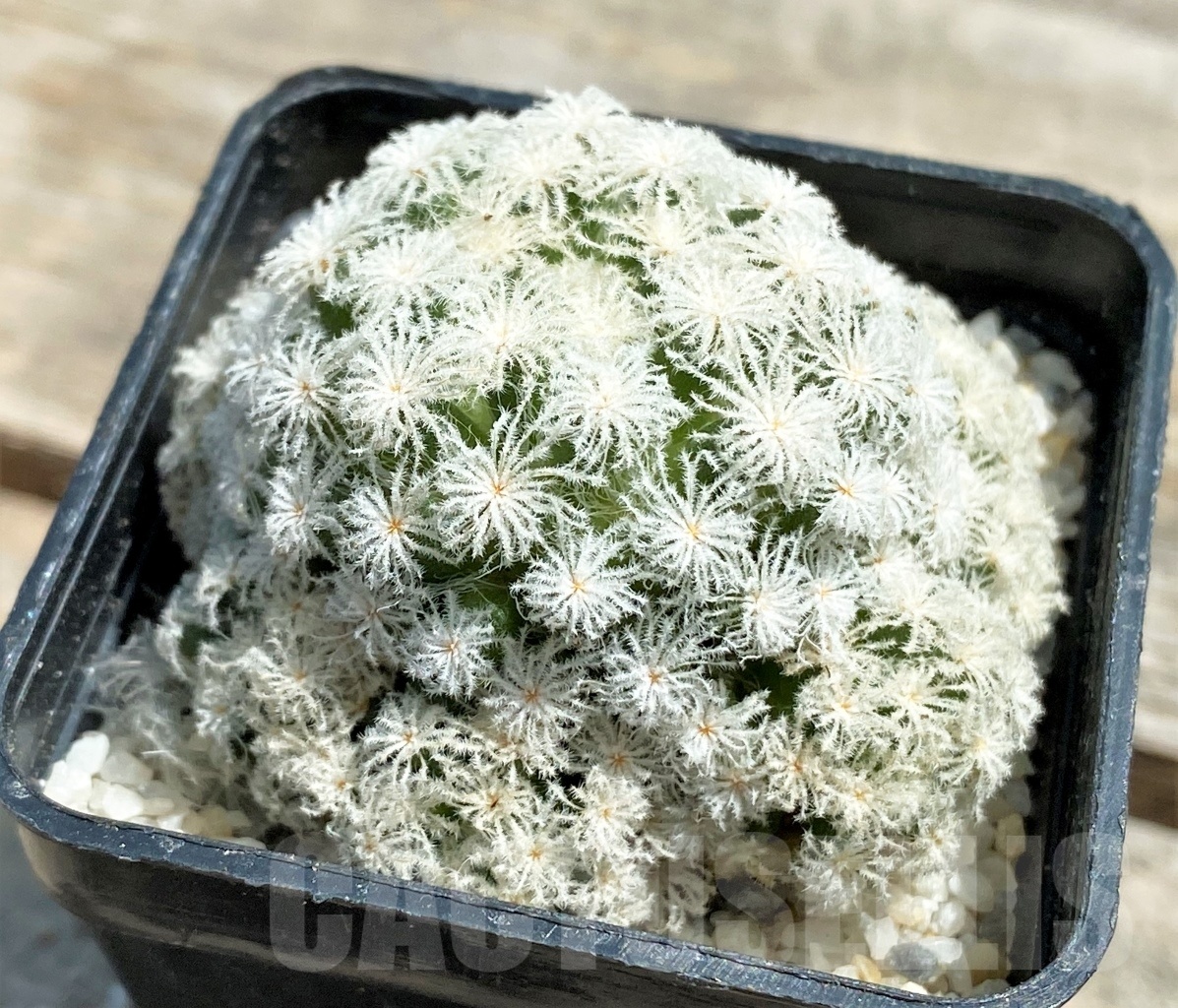 SHPR11205 Mammillaria plumosa 'Snow' - Зображення 2