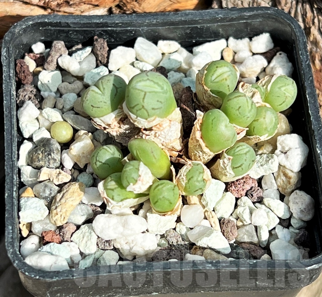 SHPR11620 Conophytum wittebergense - Image 2