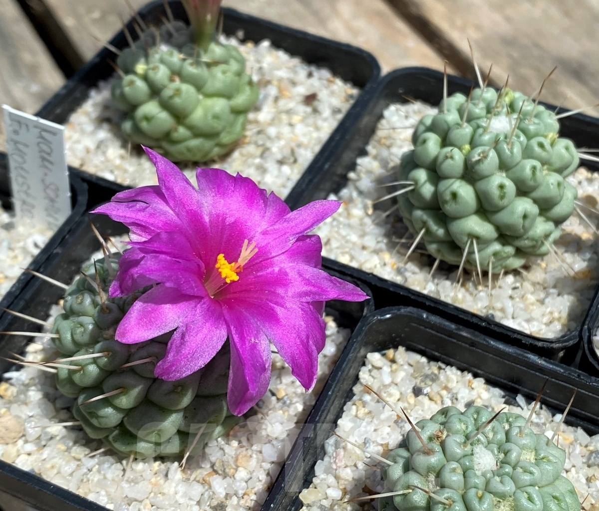 SHPR11207 Mammillaria schumannii f. monstrose - Image 4