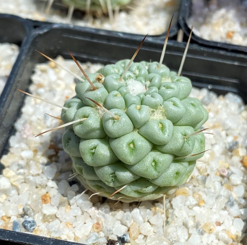 SHPR11207 Mammillaria schumannii f. monstrose - Image 3