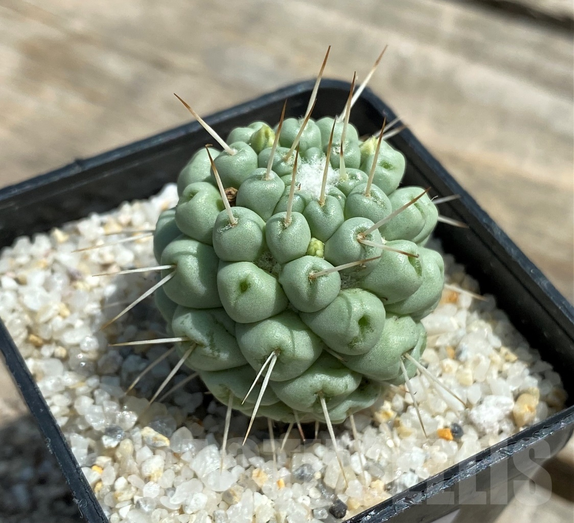 SHPR11207 Mammillaria schumannii f. monstrose - Image 2