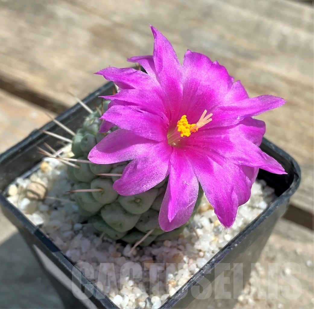 SHPR11207 Mammillaria schumannii f. monstrose