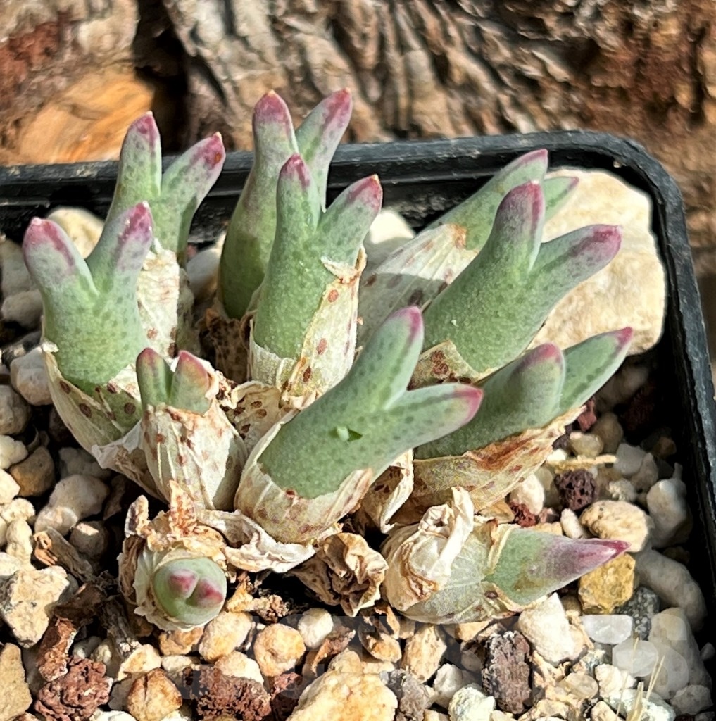 SHPR11623 Conophytum blandum ARM 985 -NAAB Se Kop- - Image 2