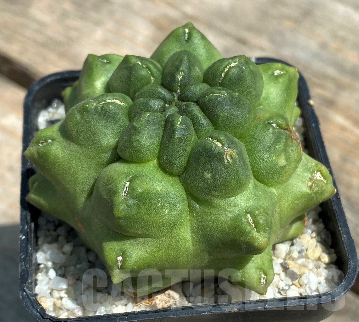 SHPR11208 Gymnocalycium 'Kikko' f. montrose