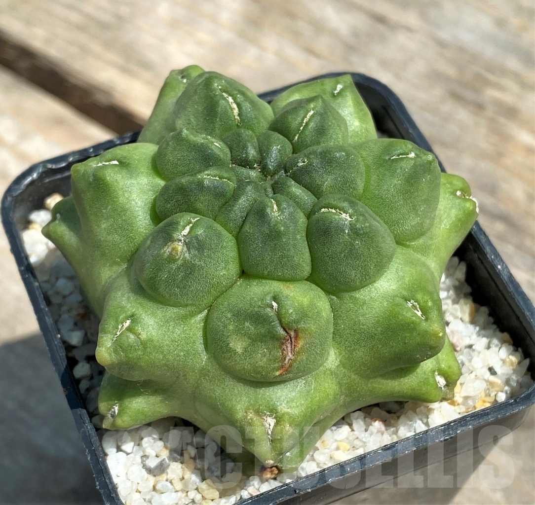 SHPR11208 Gymnocalycium 'Kikko' f. montrose - immagine 3