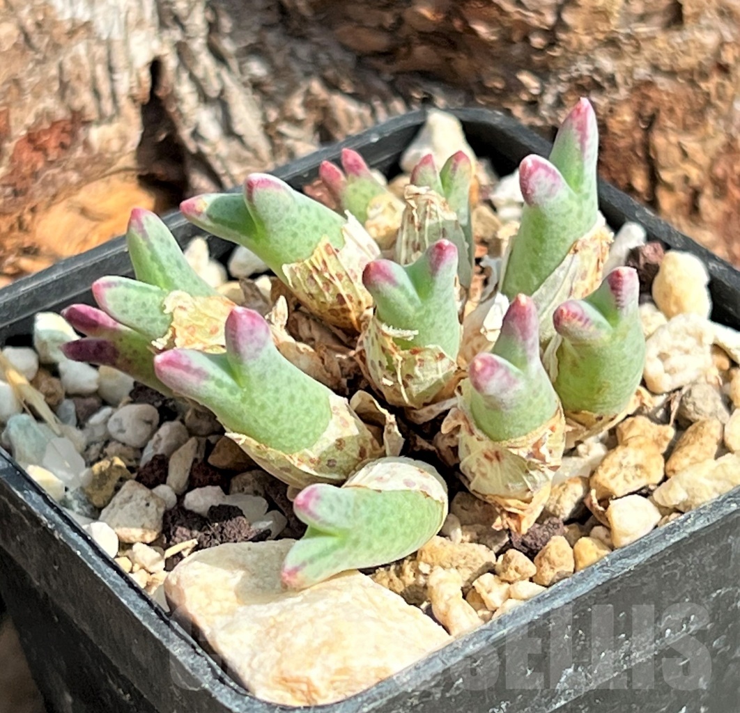 SHPR11623 Conophytum blandum ARM 985 -NAAB Se Kop-