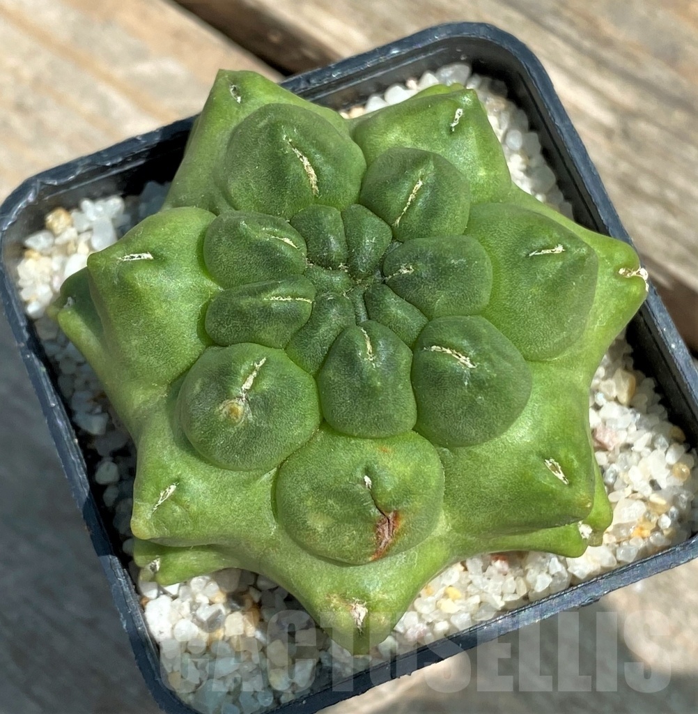 SHPR11208 Gymnocalycium 'Kikko' f. montrose - immagine 2