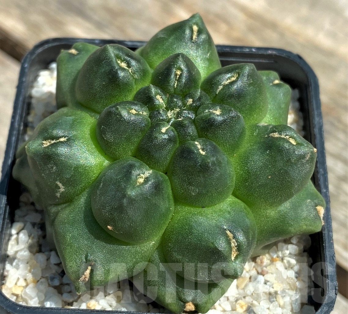 SHPR11209 Gymnocalycium 'Kikko' f. montrose - immagine 3