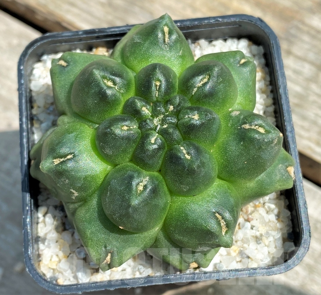 SHPR11209 Gymnocalycium 'Kikko' f. montrose - immagine 2