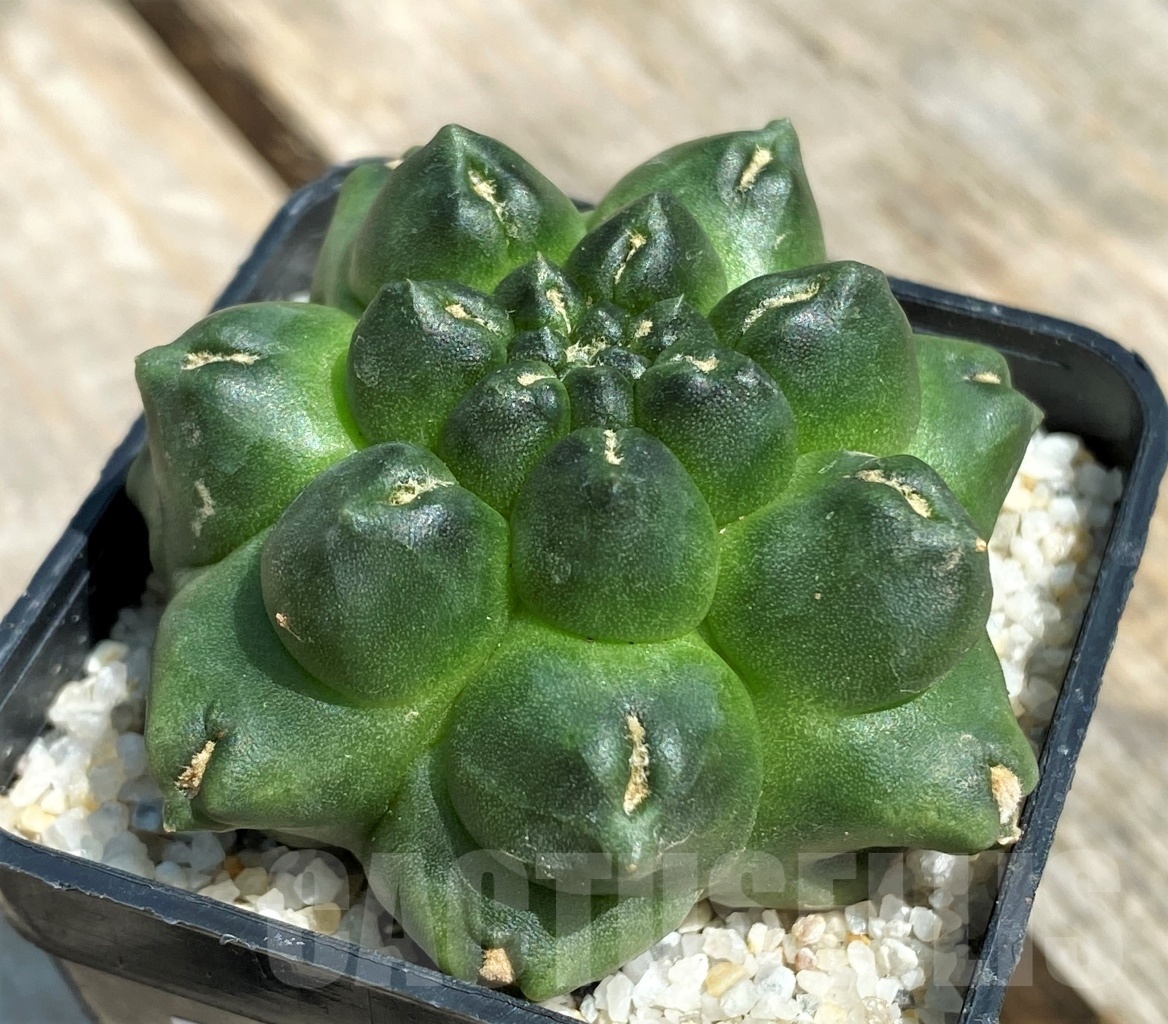 SHPR11209 Gymnocalycium 'Kikko' f. montrose