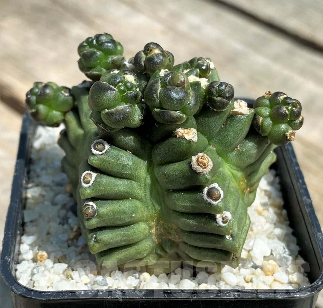 SHPR11210 Gymnocalycium 'Kikko' transformer