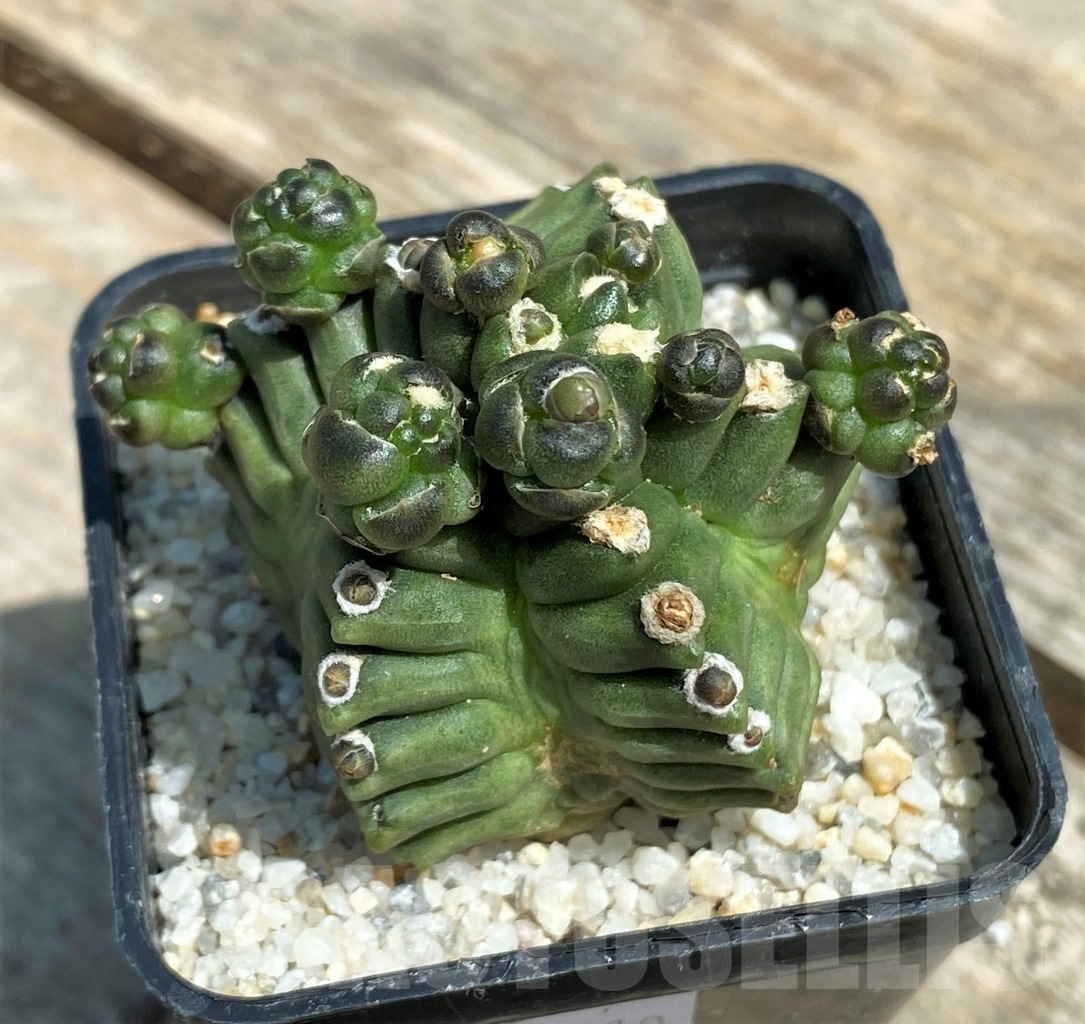 SHPR11210 Gymnocalycium 'Kikko' transformer - Image 2