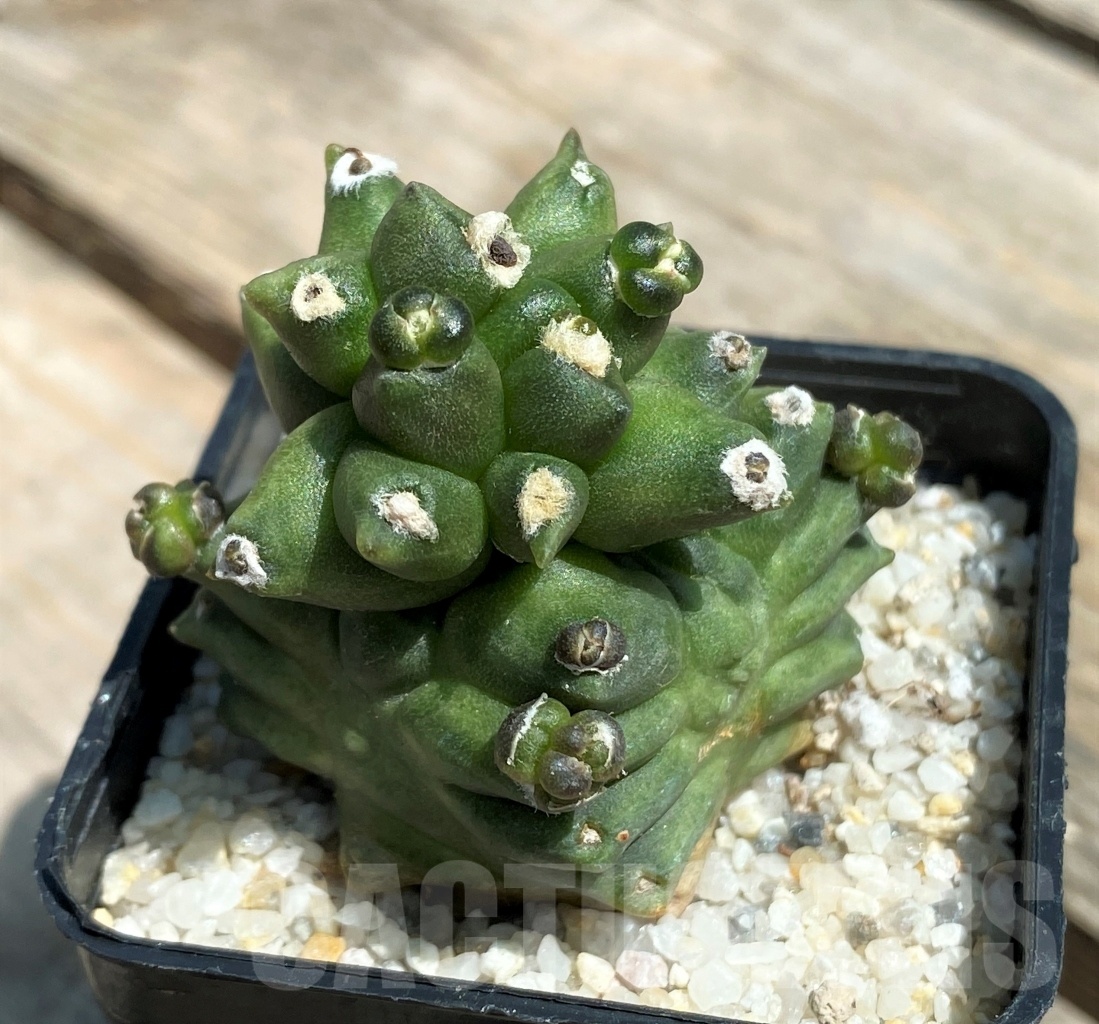 SHPR11211 Gymnocalycium 'Kikko' transformer
