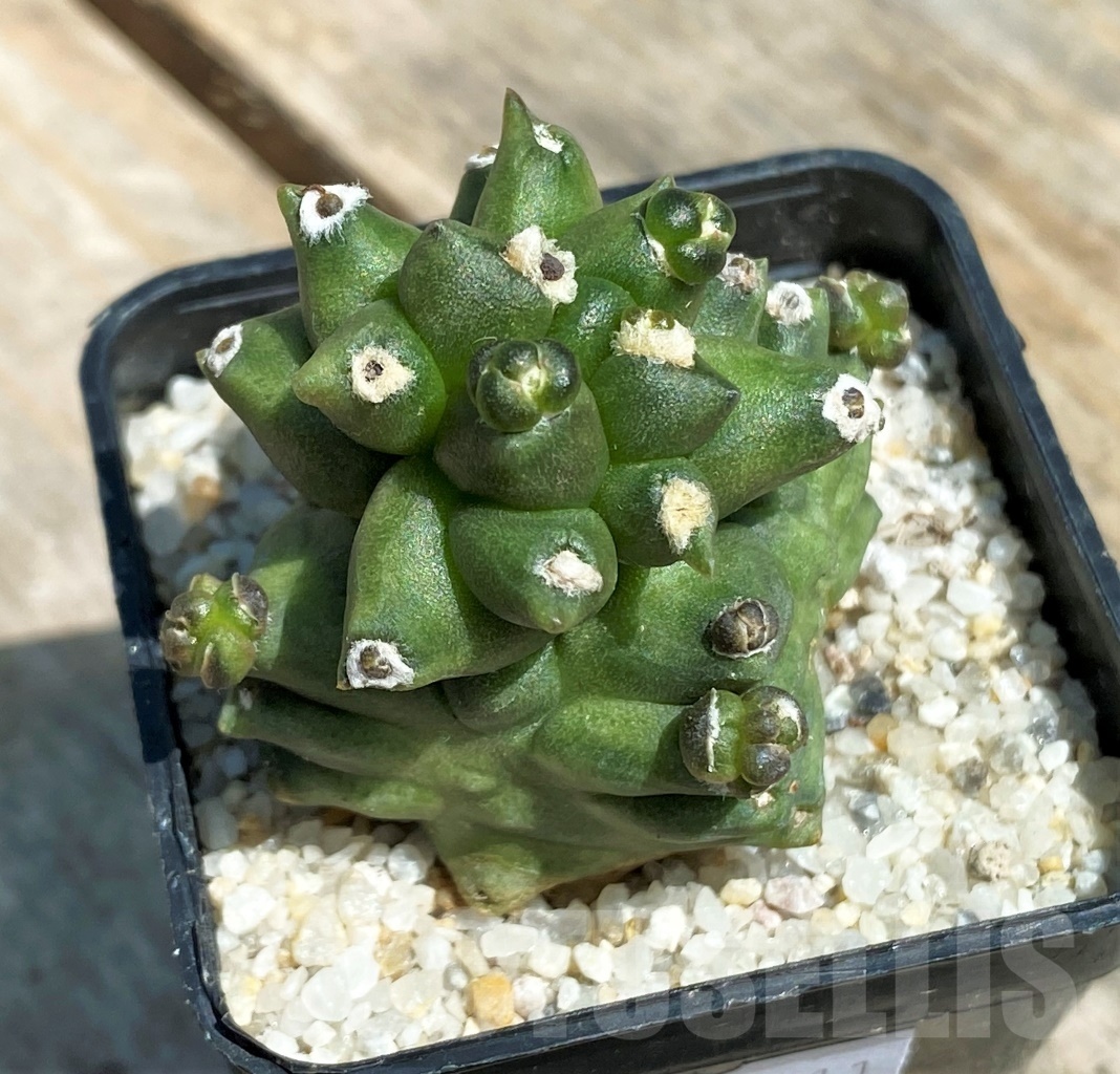 SHPR11211 Gymnocalycium 'Kikko' transformer - Imagen 2
