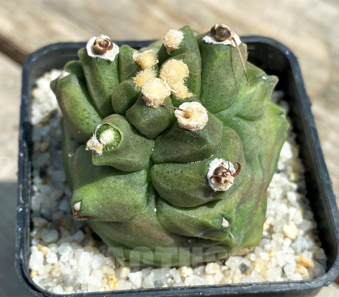 SHPR11213 Gymnocalycium 'Kikko' transformer - immagine 3