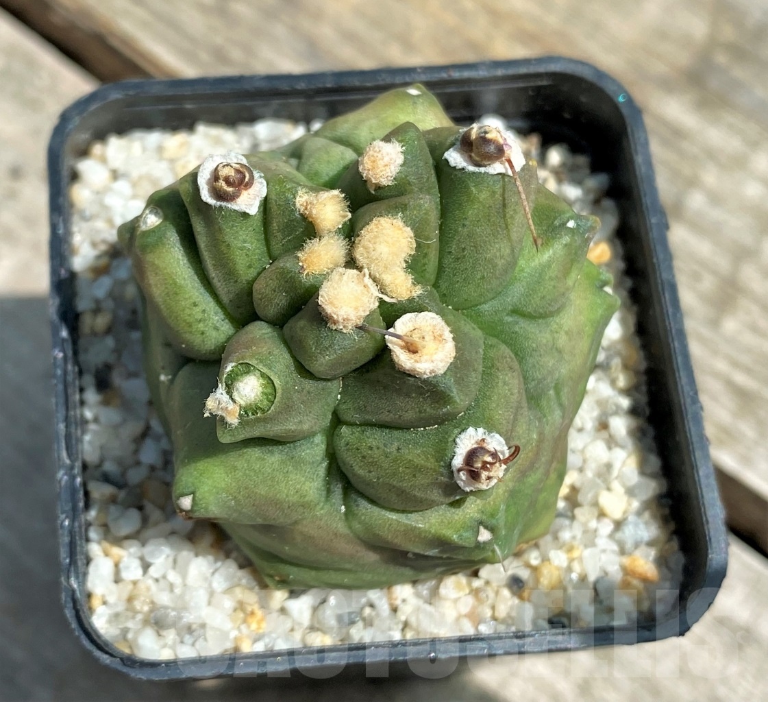 SHPR11213 Gymnocalycium 'Kikko' transformer - immagine 2