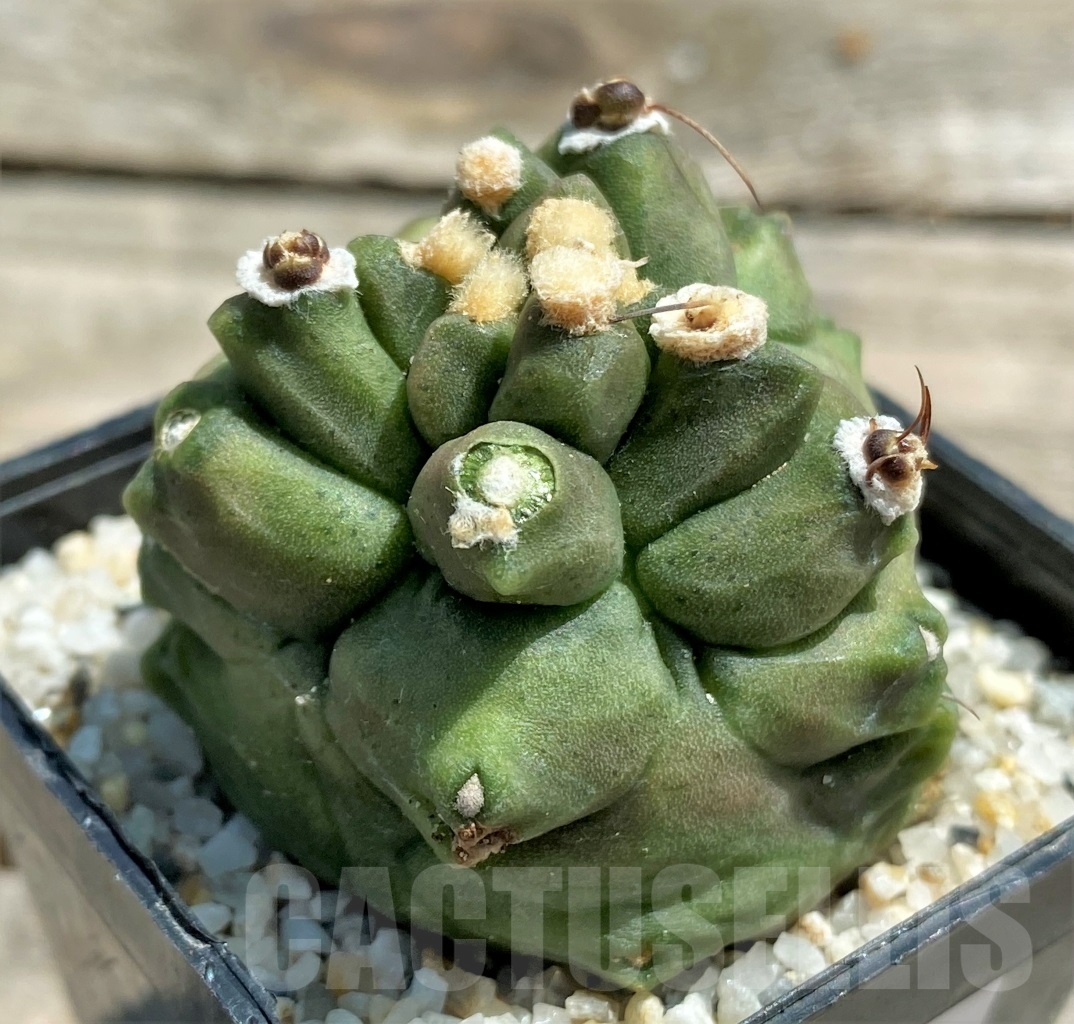SHPR11213 Gymnocalycium 'Kikko' transformer