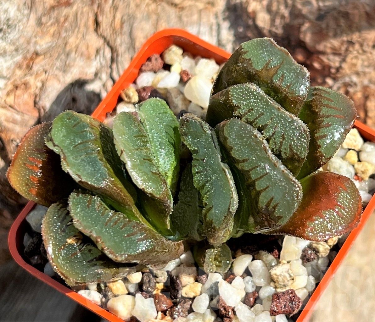 SHPR11626 Haworthia truncata x retusa