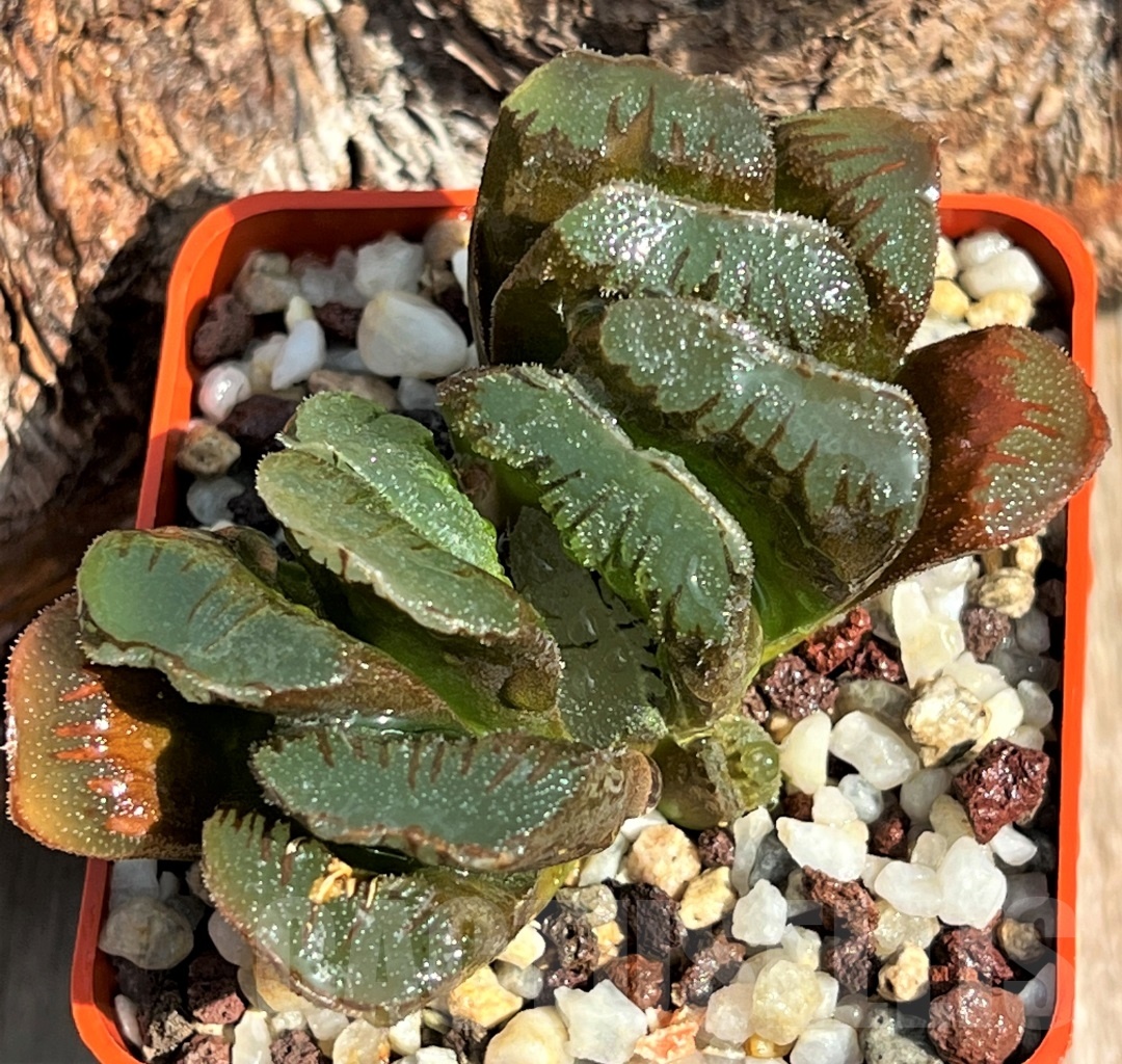 SHPR11626 Haworthia truncata x retusa - immagine 2