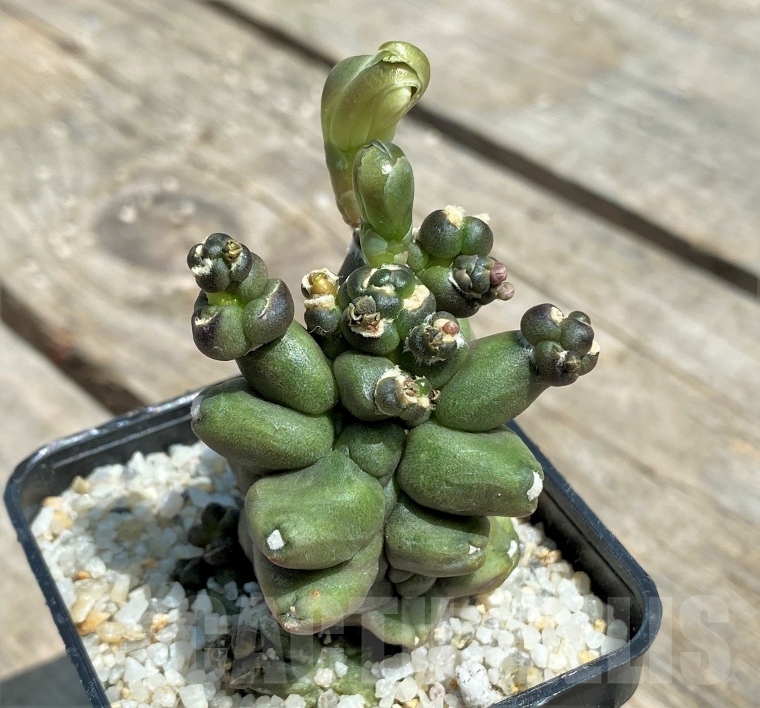 SHPR11218 Gymnocalycium 'Kikko' transformer