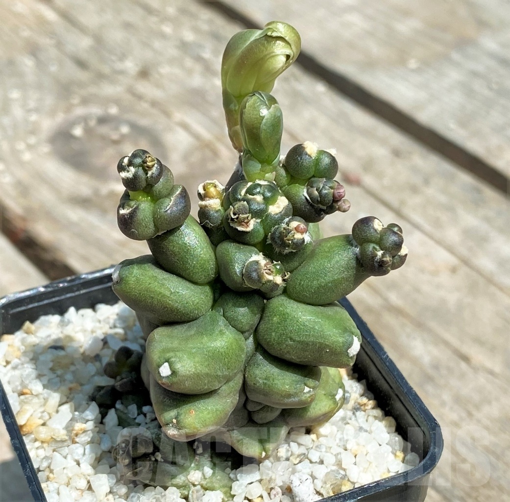 SHPR11218 Gymnocalycium 'Kikko' transformer - Зображення 2