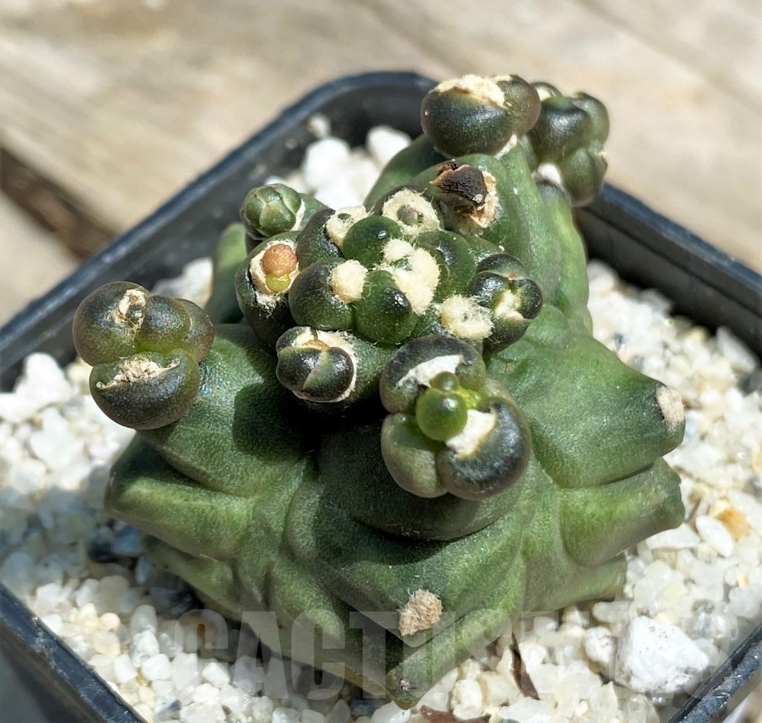 SHPR11219 Gymnocalycium 'Kikko' transformer