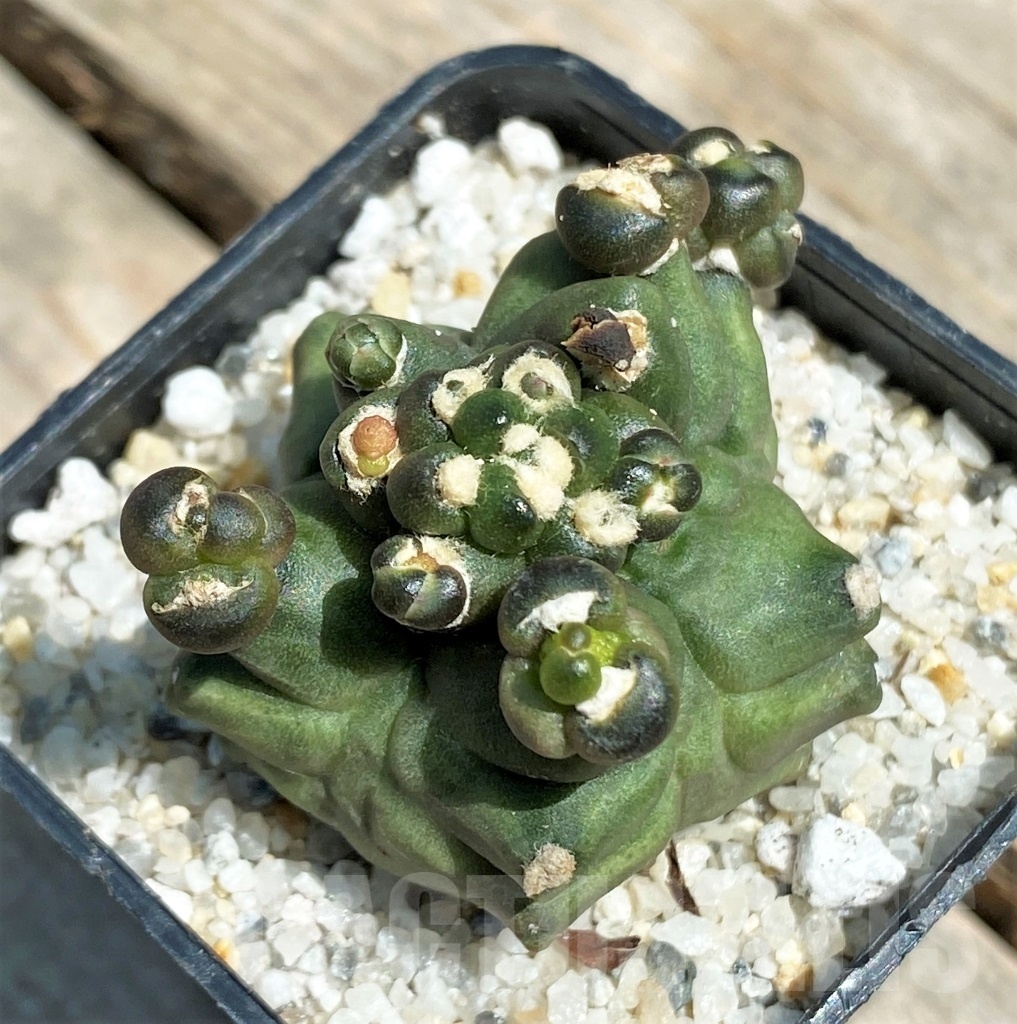 SHPR11219 Gymnocalycium 'Kikko' transformer - Image 3