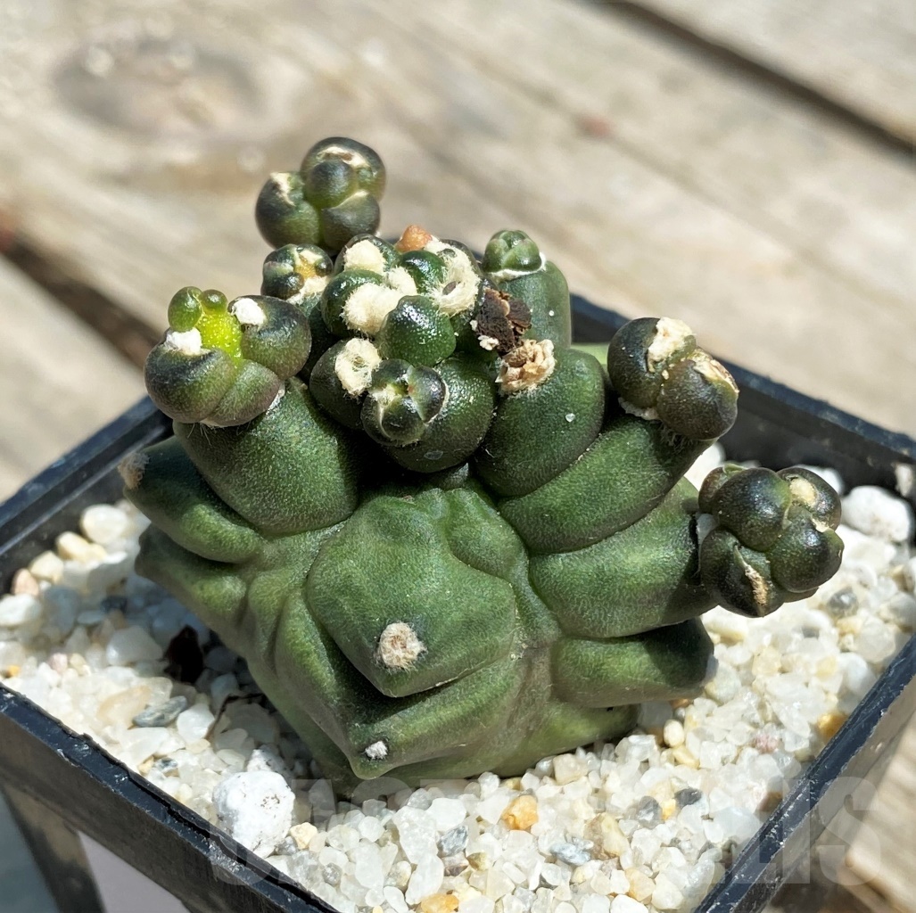 SHPR11219 Gymnocalycium 'Kikko' transformer - Image 2