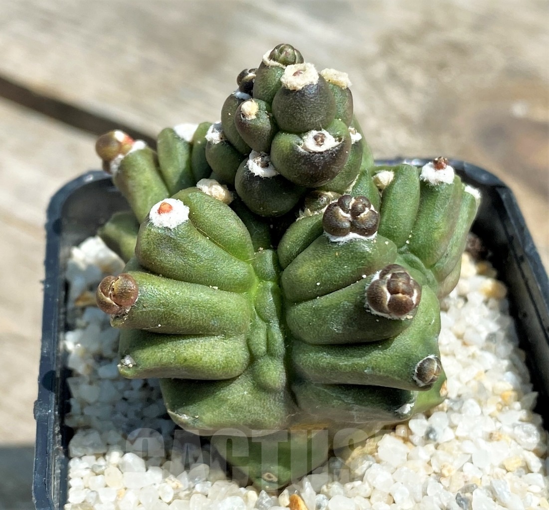 SHPR11220 Gymnocalycium 'Kikko' transformer