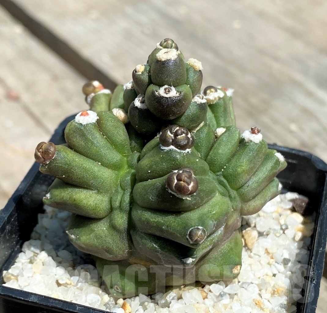 SHPR11220 Gymnocalycium 'Kikko' transformer - Image 3