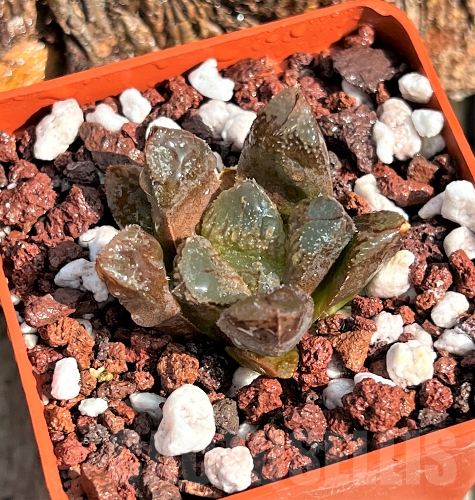 SHPR11628 Haworthia truncata x 'Chocolate'